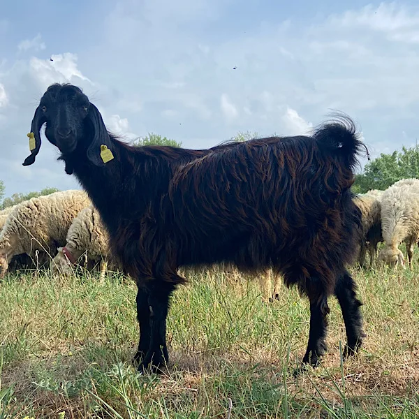 Kaliteli Keçi - Adaklık ve Kurbanlık