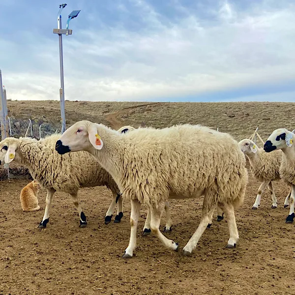 Premium Kaliteli Koyun - Adaklık ve Kurbanlık